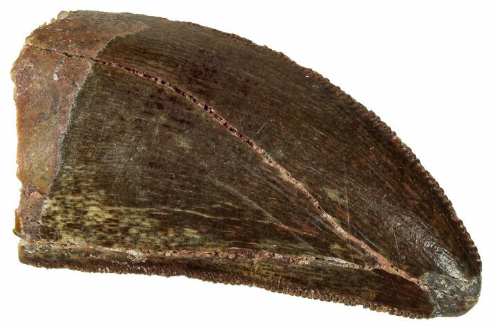 Serrated, Carcharodontosaurus Tooth - Real Dinosaur Tooth #329891